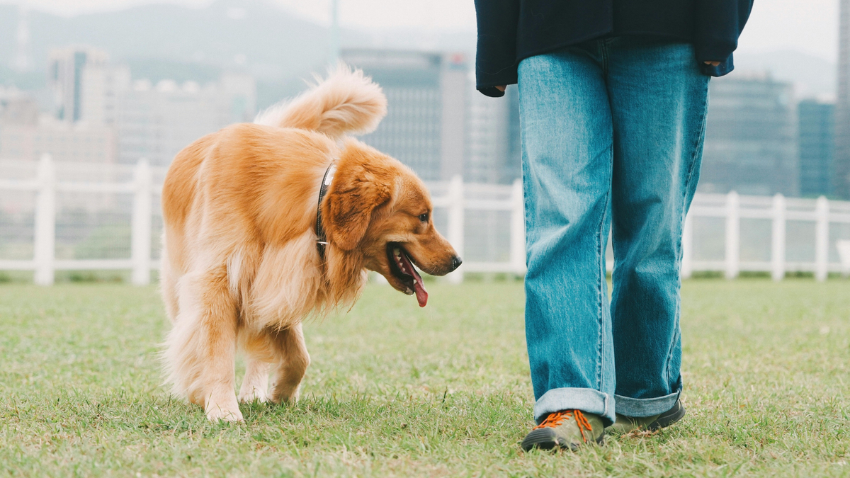 Golden retriever walking calmly beside its owner on a loose leash