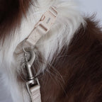 Dog Collar