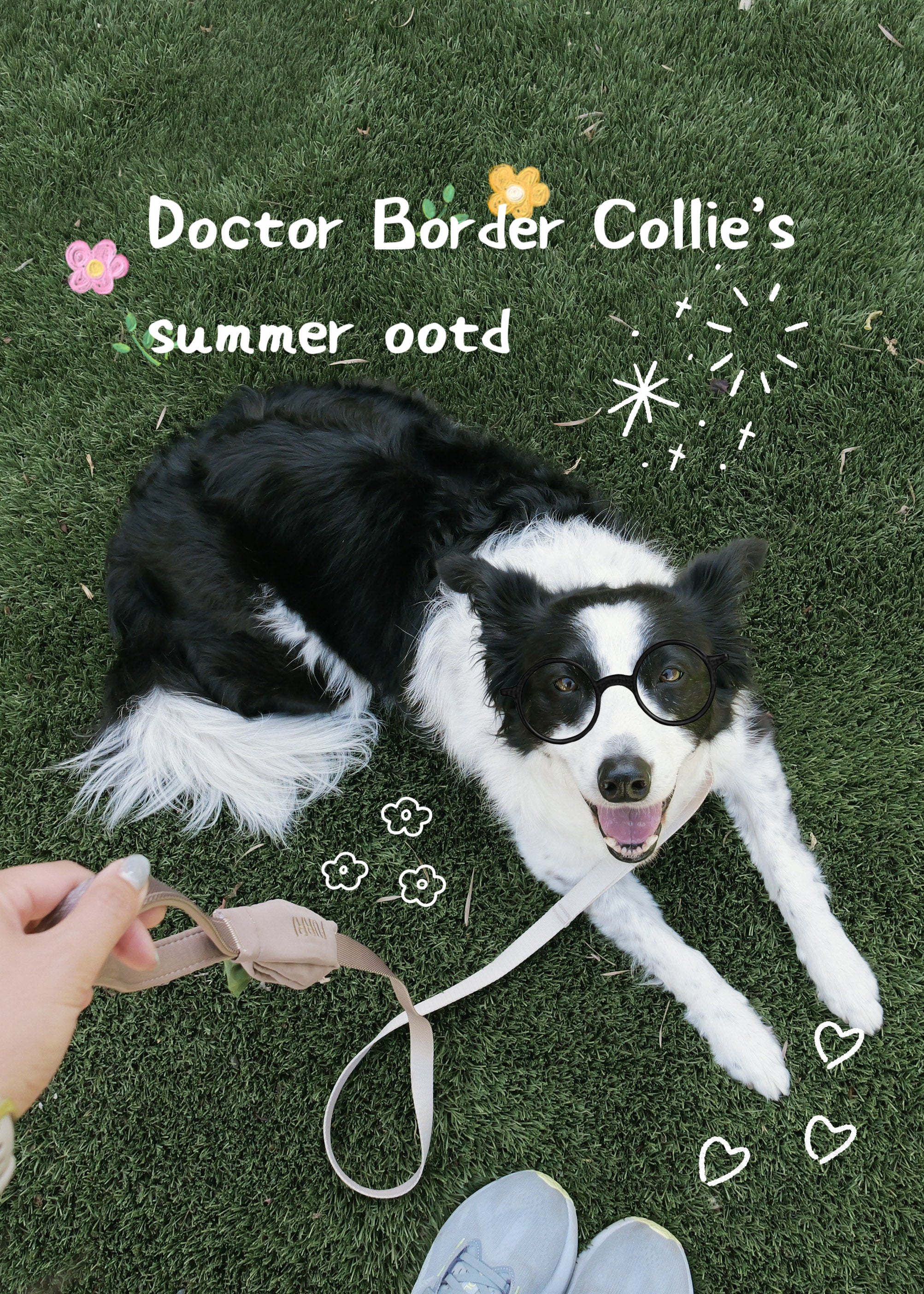 A black and white Border Collie lying on green grass, wearing round black glasses and a beige harness. A hand holds the leash, and a pair of light blue shoes is visible at the bottom.