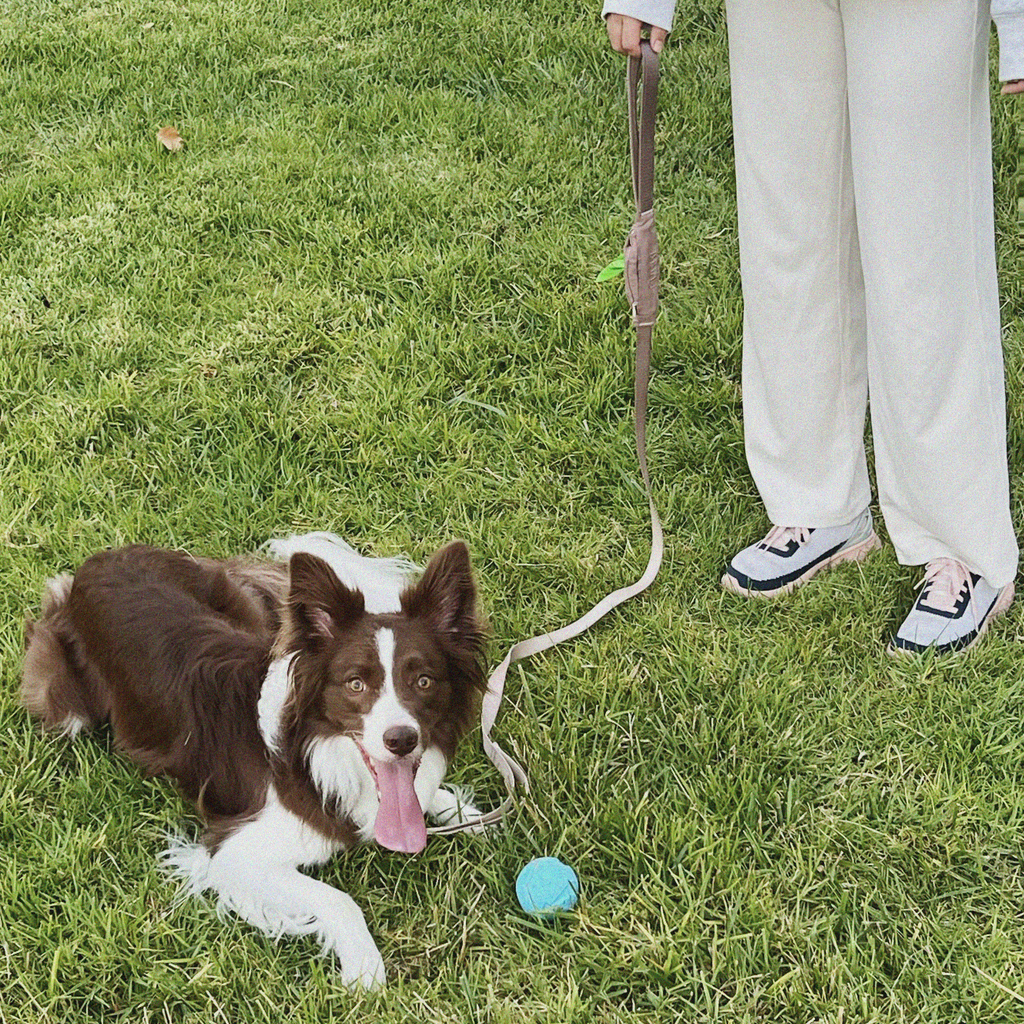 Furri Pet Collar and Leash Set