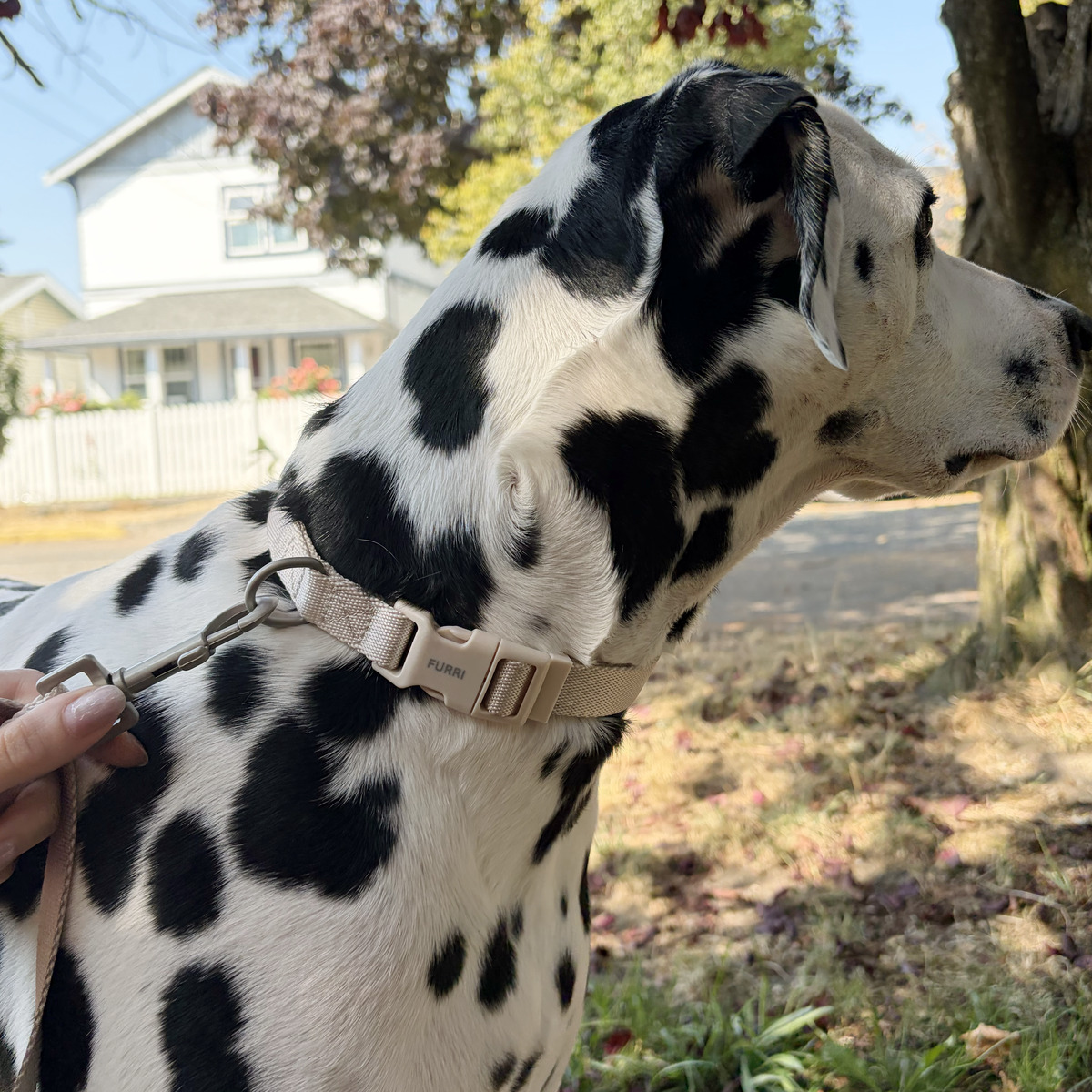 Furri Pet Dog Collar Set