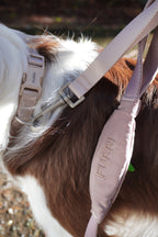 Furripet Dog Leash and Collar Set