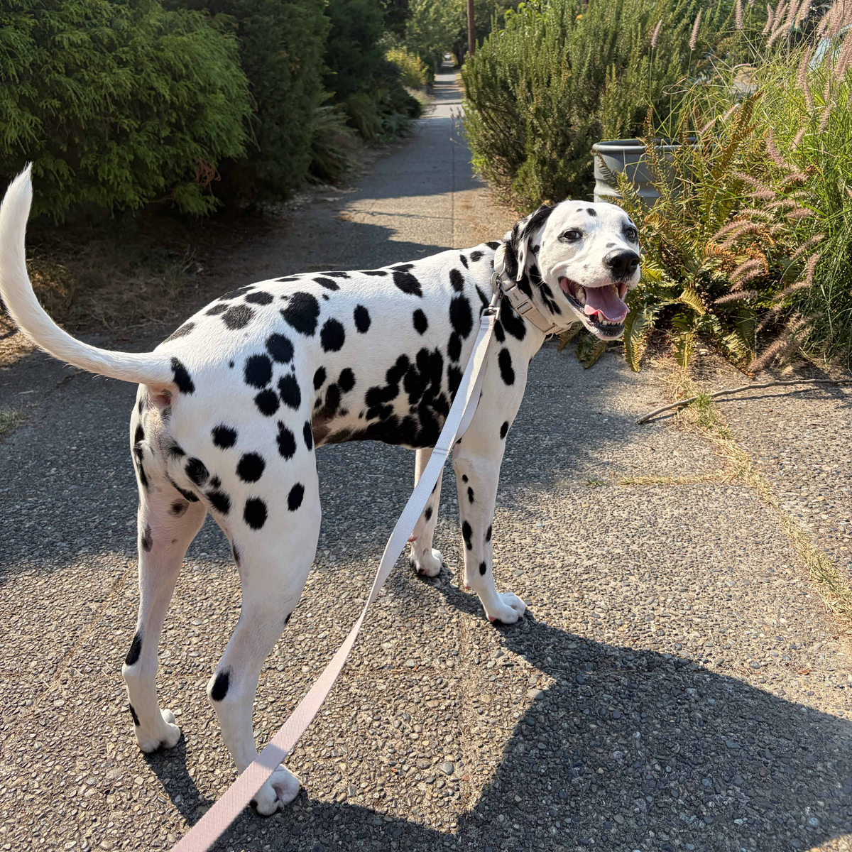 A Dalmatian dog standing on a gravel path outdoors, wearing a pink leash. The background shows green bushes and trees along the path.