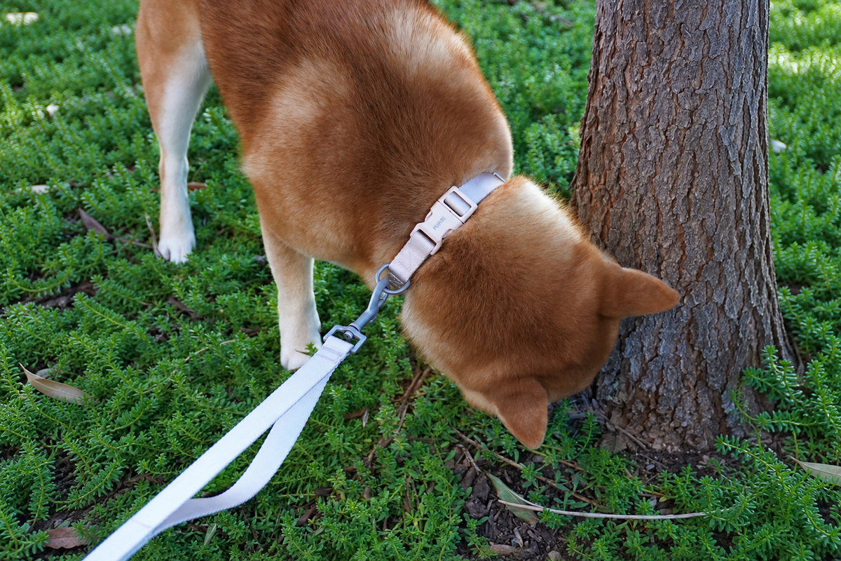Shiba Inu wearing a light-colored FURRI collar and leash while sniffing near a tree outdoors.