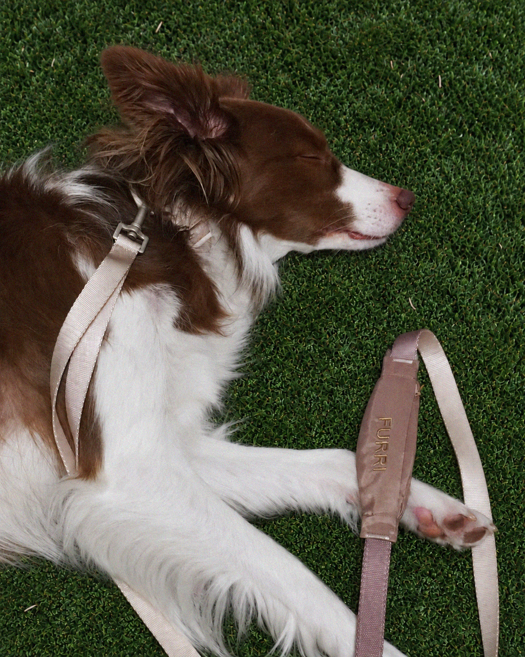 Dog Collar & Leash Set with Built-In Pouch