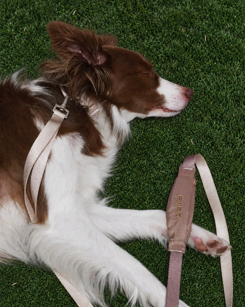 Dog Collar & Leash Set with Built-In Pouch
